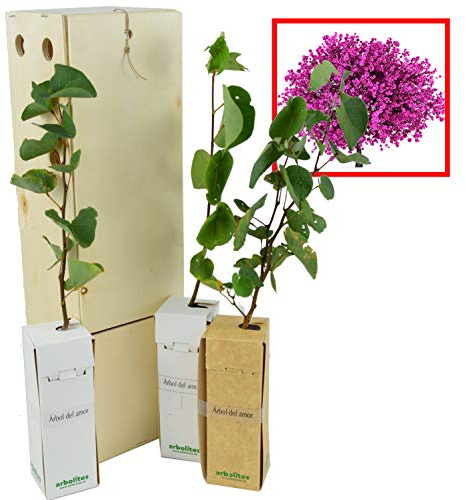 ÁRBOL DEL AMOR de pequeño tamaño en caja de madera. Alveolo forestal (3)