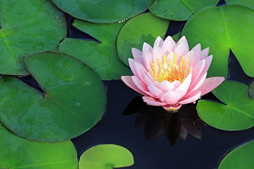 Lincolnshire Pond Plants Ltd - Doll House Water Lily - Live Water Plant Aquatic Pond Lake Marginal - Kit