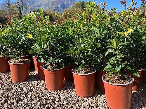 Osmanthus Fragrans (Olea Fragrans) Vaso 19