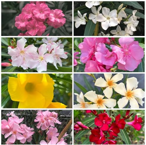 semillas de adelfa resistentes, al jardín, cortadas de adelfa Mini jardín, real, arbustos de ación 30pcs