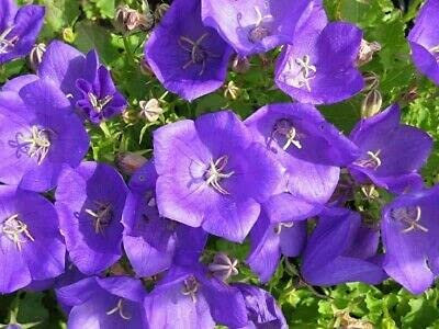 20000 Seeds of Campanula Carpatica Blue Bellflower