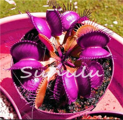 50 PC Bule Semillas de plantas en maceta insectívoro Clip gigante del Dionaea del atrapamoscas de Venus de la planta carnívora Semillas jardín de DIY 8:Seeds Only