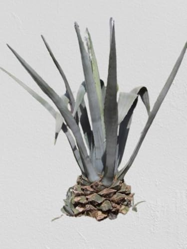 Lot de 25 graines à semer - Le Grenier d'Abondance - AGAVE Américana - Plante succulente