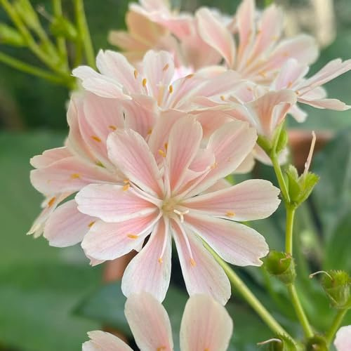 Porzellanröschen blumensaat sommerblumen blumengarten indoor kräutergarten schnittblumen gartendeko für draußen blumendeko balkonpflanze schmetterlingsflieder bonsai topf 150samen