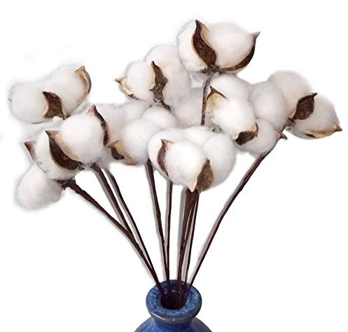 Lot de 30 véritables fleurs de coton séchées avec tige, 30 cm