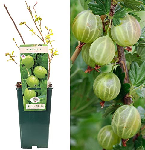 Gooseberry Ribes Mucurines | Delicious Fruit Plant Shrub | 30-50cm Potted