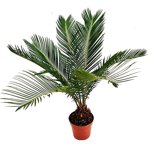 Cycas Revoluta Natural y Viva Planta Exótica de Bajo Mantenimiento Ideal para Climas Cálidos