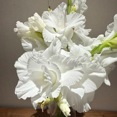 gladiolenzwiebeln - blumenzwiebeln frühblüher gladiolen blumenzwiebeln bodendecker winterhart mehrjährig winterharte kübelpflanzen blumenwiese blumenzwiebel 2zwiebeln