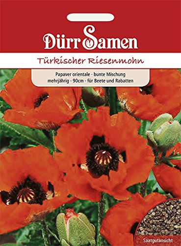 Dürr-Samen - Türkischer Riesenmohn mehrjährig 90 cm Saatgut