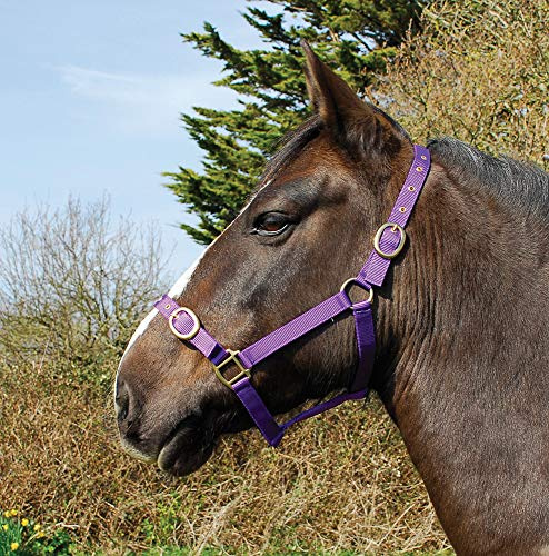 Rhinegold Ponystrick Tierhalsband Pony Größe, Nylon, Einstellbare Noseband und Messing-Stollen und Schnallen