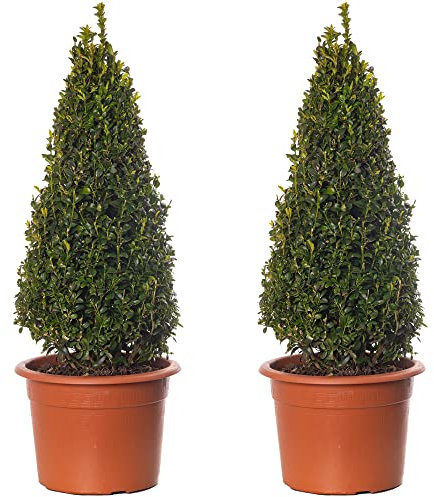 Buchsbaum-Pyramiden - Buxus-Sträucher | 2er-Pack | Immergrüne Topfpflanze 50-60cm