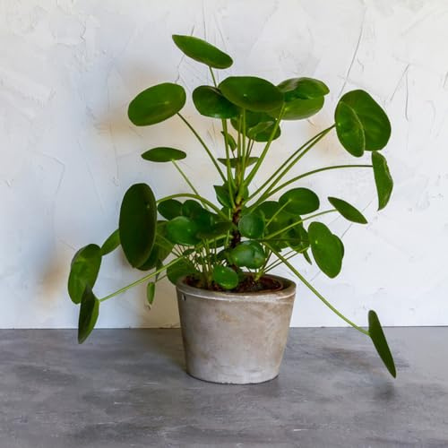 Pilea peperomioides - glückstaler, Chinesischer Geldbaum, balkonblumen indoor gewächshaus gartendeko für draußen winterharte stauden für pralle sonne steingarten gartenblumen 30samen