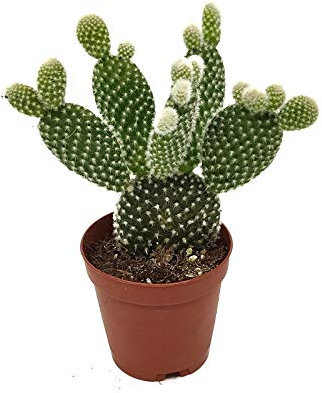 Cactus Pala 5cm Opuntia Microdasys Albispina Cactus Pequeño en Maceta