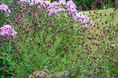 Sanguisorba officinalis 'Pink Tanna' 11x11 cm Topf – Winterhart, Mehrjährig, Pflegeleicht – Großer Wiesenknopf – Staude für Beet & Rabatte