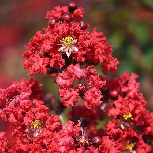 Piante ornamentali Lagerstroemia indica “Dynamite” e Cyperus rotundifolia