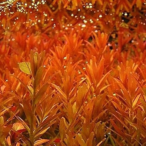 K2AQUA 10 x Loose Rotala Orange Juice Live Aquarium Plant Easy to Grow Ideal for Aquascaping Tropical Freshwater Tanks