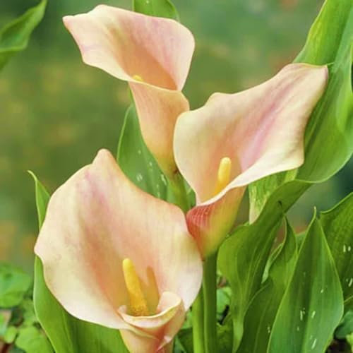 Calla Lily Bulbs-Calla Lily Bulbs for Planting Now UK,Wedding Flowers,Garden Flowers,Hardy Perennial,Plant Bulbs-6bulbs-b