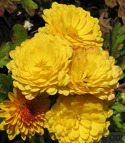 Winteraster Bienchen - Chrysanthemum hortorum - lebende Gartenpflanze aus den Baumschulen