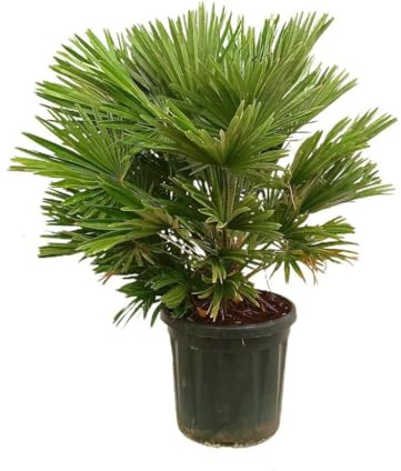 CHAMAEROPS HUMILIS VULCANO | Maceta 32CM | Altura 70-100CM | Planta de Exterior | Palmera Mediterránea | Fácil Cuidado | Bajo Mantenimiento | Purificadora de Aire | Verde Vibrante