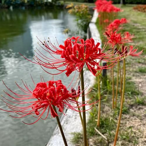 bulbos Lirio araña - Lycoris radiata de exóticas oficina jardín balcón decorativas resistentes 10pcs