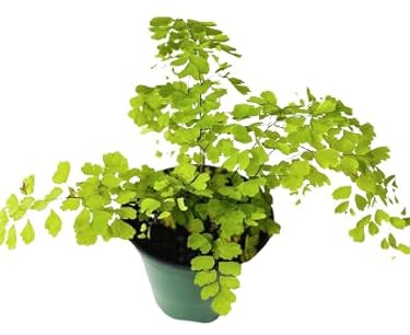 Adiantum o Cabello de Venus Natural la Planta de Interior más Elegante y Fácil de Cuidar