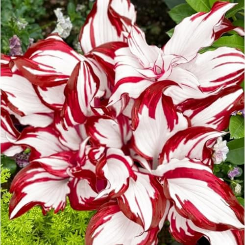 Funkien Rhizoms-Schattentolerante Premium-Stauden Gartenprojekte-Winterhart Geeignet FüR Eingangsbereiche -6 hosta -c