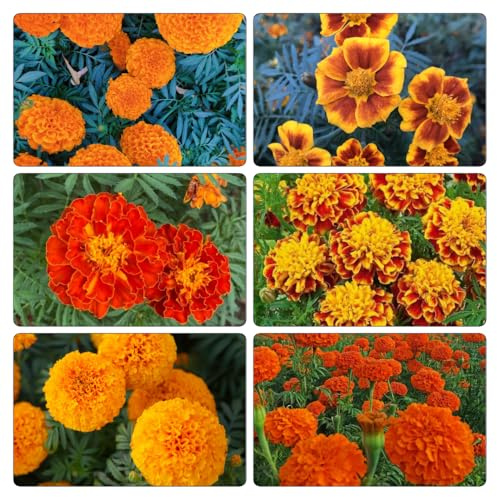 semi di tagete - giardino Vecchie varietà resistenti serre balcone raro decorazioni per esterni recisi 1200pcs