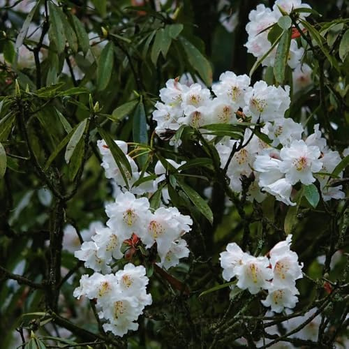 Semi di azalea, prodotti sostenibili Rododendro, esotici semi di selvatici decorazione da giardino per esterni arbusti fioriti resistenti 100pcs