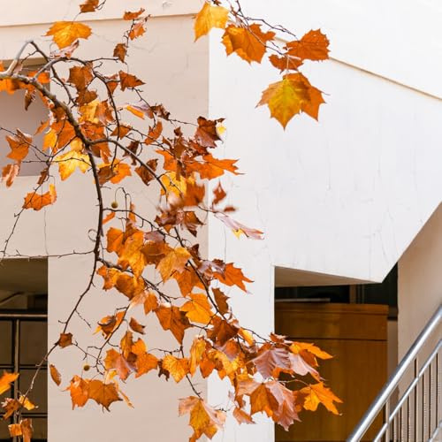 Platanus orientalis semi di acquistare da interno verdi da balcone appartamento giardino di semi esotici ufficio mini giardino biologico 200semi