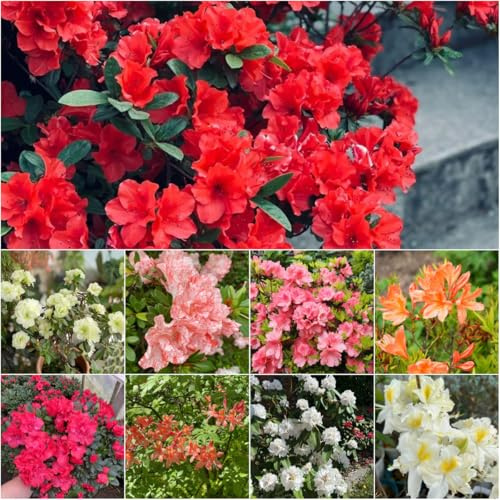 semi di azalea giardino del balcone tagliato rododendro primavera selvaggio decorazione del balcone resistente prato selvaggio, autunno, 25pcs