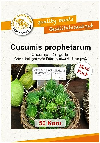 Ziergurkensamen Cucumis prophetarum 50 Korn