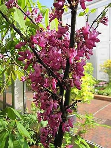 Cercis siliquastrum Bodnant - Judasbaum - Liebesbaum - Herzbaum 40-60cm