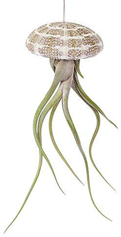 Hanging Air Plant Jellyfish - Sea Urchin Shell with Tillandsia Air Plant House Office Bathroom Gift (1 Hanging Jellyfish)