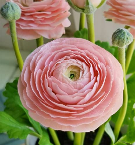 Ranunculus asiaticus Mix „Pastell“ | Bulbi di fiori estivi | Mischung aus Ranuncoli Persiani | Bulbi di Ranunculus