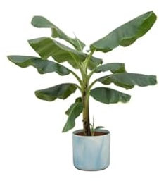 Bananenpflanze Musa – Zimmerpflanze – ca. 100 cm hoch – Ø22 cm – mit Topf Ocean Atlantikblau – Tropische Pflanze für Wohnzimmer, Balkon & Büro