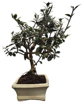 Bonsái de Olivo Auténtico – Ideal para Hogar, Oficina o Regalo Único – DECOALIVE