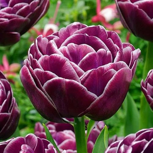 Volle Blüte Gefüllte Tulpen Tulpenzwiebeln Zwiebeln Onion Farbe Sorte zur Auswahl Knollen winterhart mehrjährig Tulpe (Dream Touch- 5 Stk.)