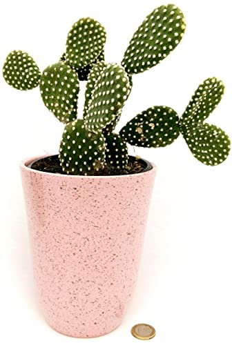 POWERS TO FLOWERS - FICO D'INDIA, OPUNTIA COMPATTA A SPINA BIANCA IN VASO CERAMICA ROSA ANTICO, VASO 13CM DIAMETRO, piante vere