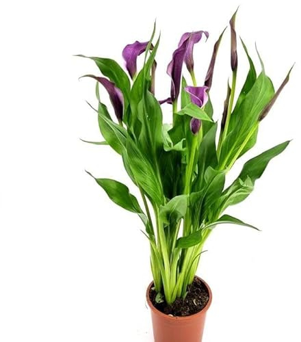 Lirio de Agua Planta Natural con Flores y Cuidado Sencillo