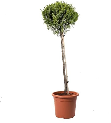 KENTIS - Cupressus Macrocarpa Goldcrest - Cyprès de Monterey - Plantes d'Extérieur Persistantes - Jardin - H 125/150 cm Pot Ø 30 cm