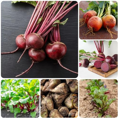 Semillas de remolacha orgánicas, Semillas de remolacha, Beta vulgaris, balcón de invierno 300pcs