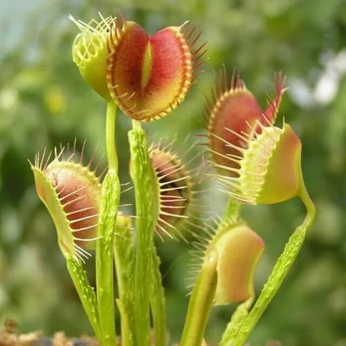 Semillas de Venus atrapamoscas, semillas de interior de oficina carnívora, Las perennes son perennes resistentes de interior 120pcs