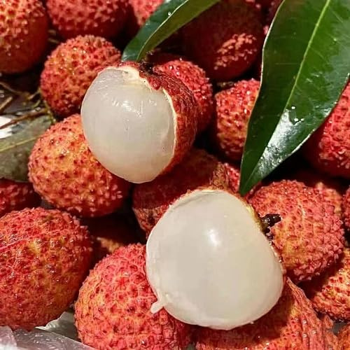 Semi di litchi - per gli amanti del giardino da balcone per luoghi soleggiati da frutto colonnari serre balcone frutteto frutto colonnare nani, resistenti 25pcs