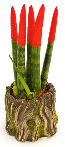 POWERS TO FLOWERS - SANSEVERIA CILINDRICA COLOR LIFE ROSSO MINI IN VASO CERAMICA TRONCO, pianta vera
