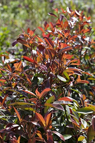Photinia fraseri 'Red Robin' 100–125 cm – Winterhart, Immergrün, Pflegeleicht – Glanzmispel – Heckenpflanze für Garten & Sichtschutz