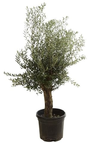 Olivier Olea Europaea 40cm - Plante En Pot - Floraison Mai à Juin Exposition - Hauteur 1/2 Tige - Exposition Soleil Sol