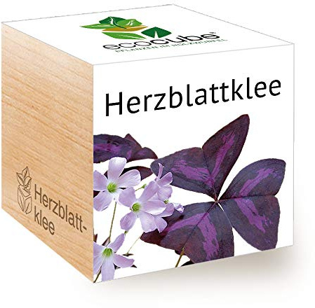 Feel Green 296442 Ecocube hjärtbladklöver/Kärleksväxt, hållbar presentidé (100% miljövänlig), odla din Own/odlingssats, växter i träkub, tillverkad i Österrike