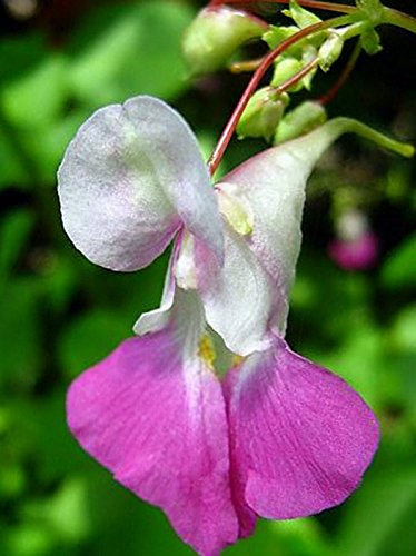 Impatiens balfourii | Pauvre homme Orchidée | 20 Semi:Grani