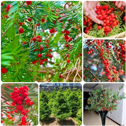 Semi di tasso Taxus baccata, da giardino resistenti perenni semi di tasso, esotici sempreverdi da balcone di arbusti 250pcs