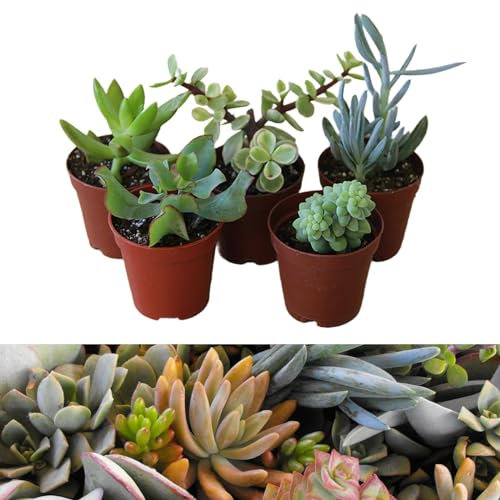 Carbeth Plants - 5 Mixed Succulent Plants in 5.5cm Pots - Indoor Plants Ideal for Beginners